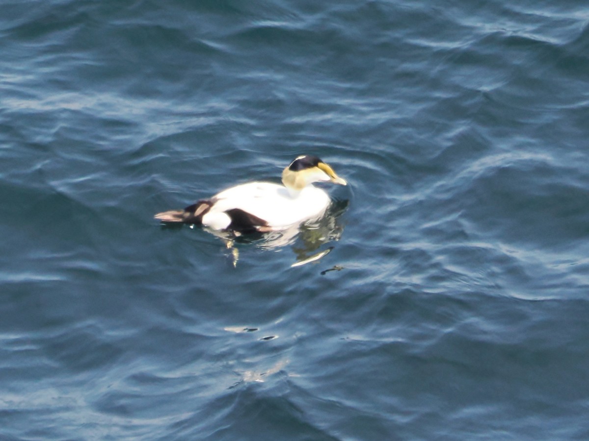 Common Eider - ML620619431