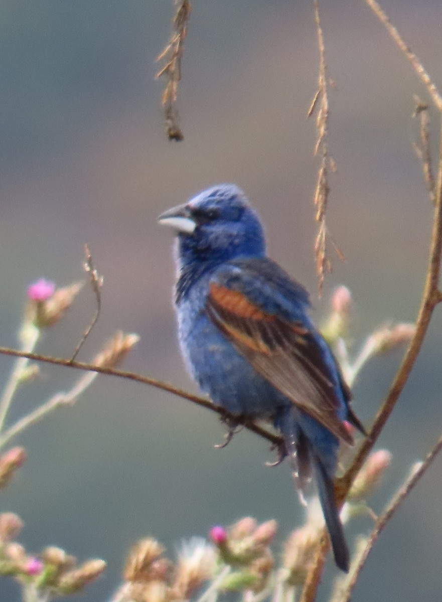 Blue Grosbeak - ML620619436