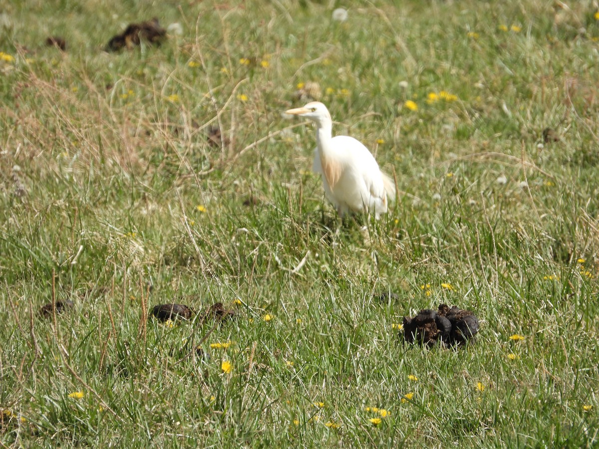 Western Cattle Egret - ML620619437