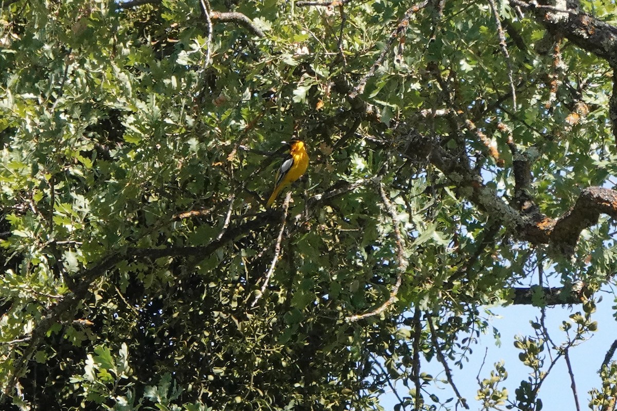 Bullock's Oriole - ML620619438