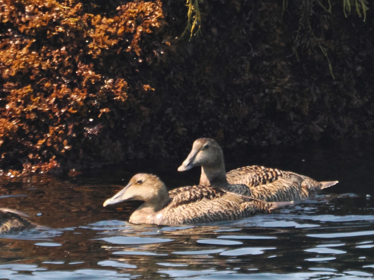 Common Eider - ML620619439