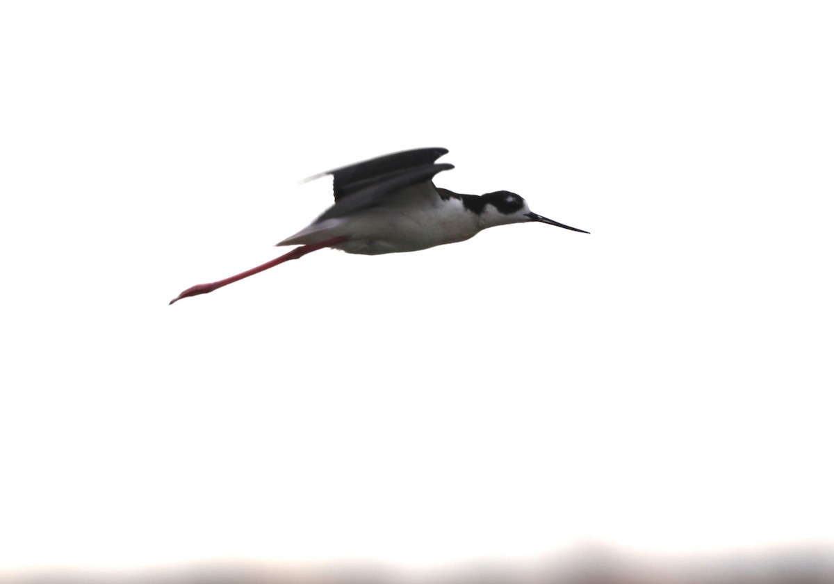 Black-necked Stilt - ML620619440