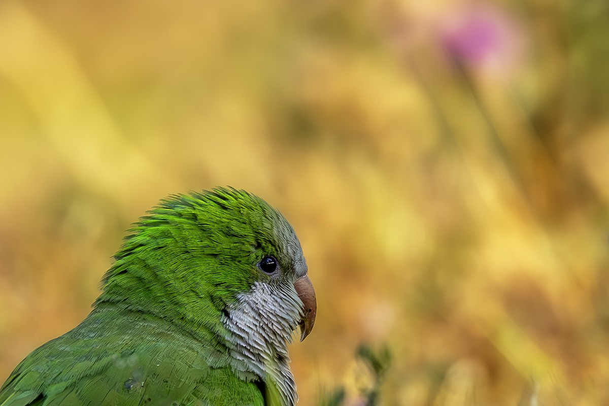 Monk Parakeet - ML620619441