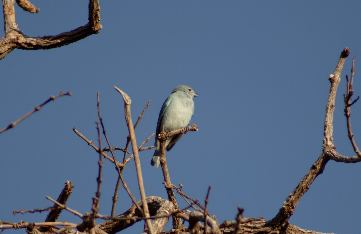 Sayaca Tanager - ML620619443