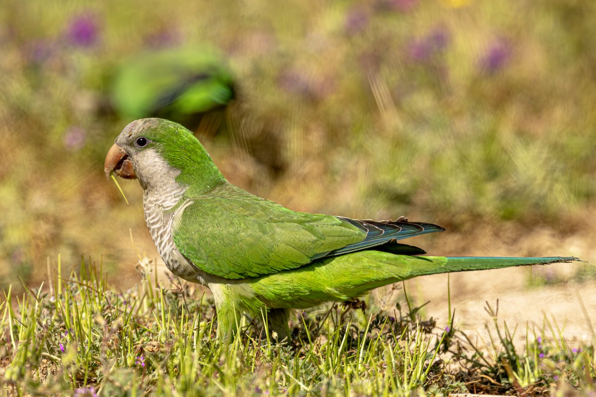 Monk Parakeet - ML620619444