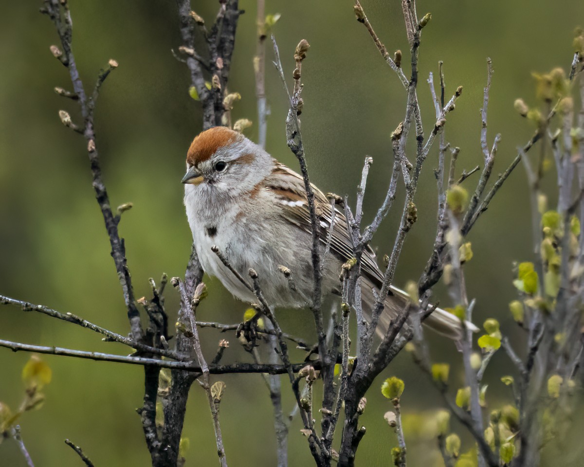 American Tree Sparrow - ML620619445