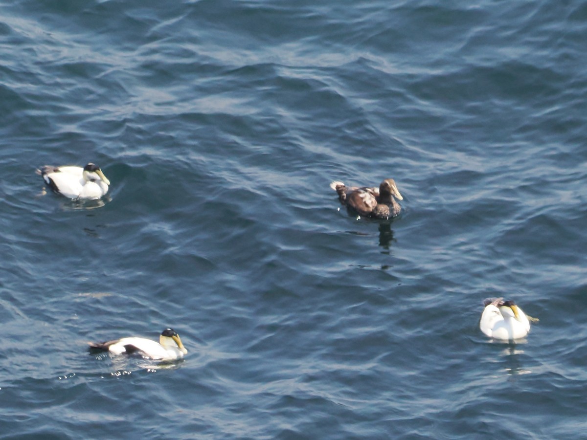 Common Eider - ML620619449