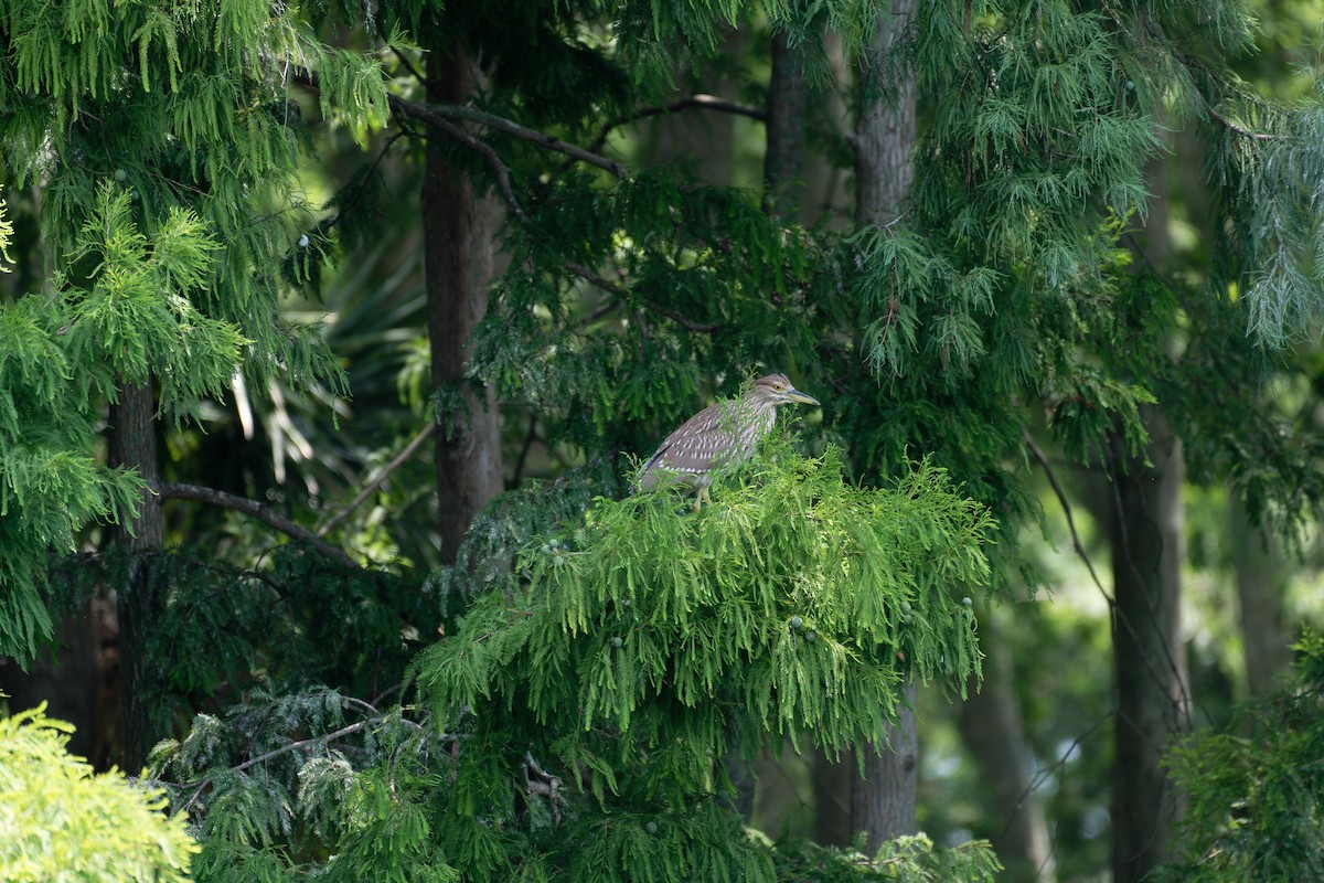 Black-crowned Night Heron (American) - ML620619452