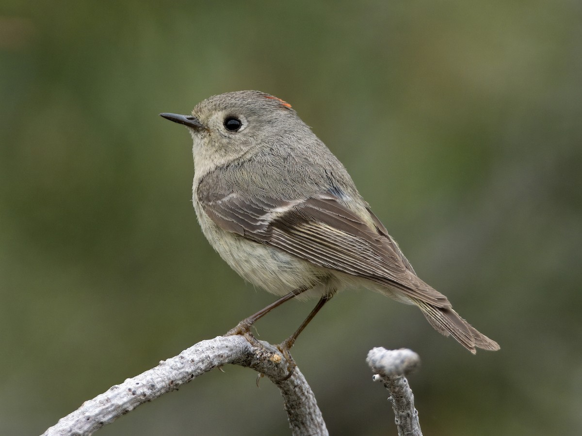 Ruby-crowned Kinglet - Bobby Wilcox