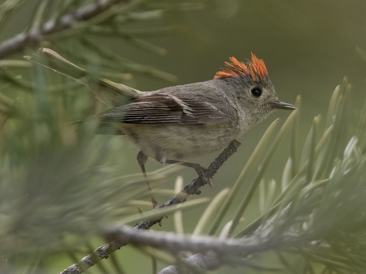 Ruby-crowned Kinglet - Bobby Wilcox