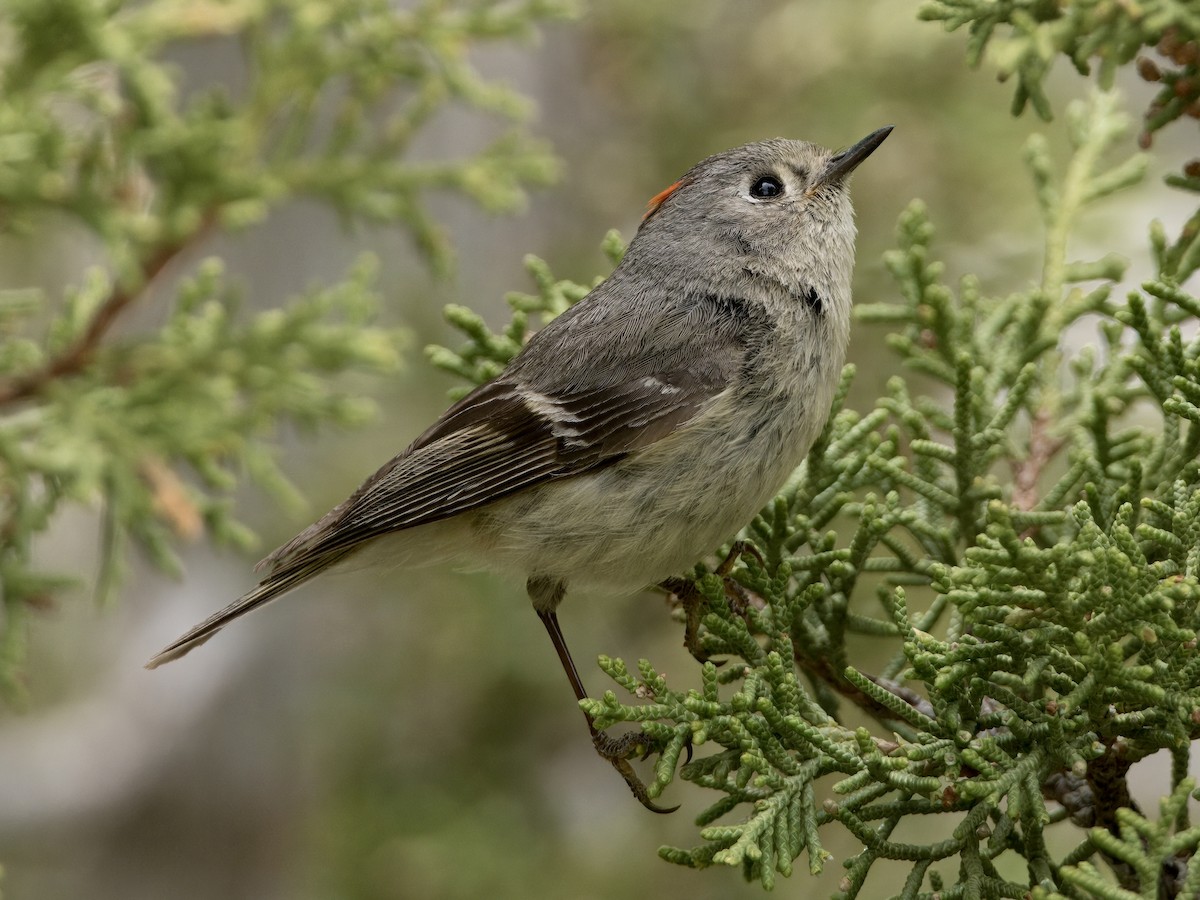 Ruby-crowned Kinglet - ML620619457