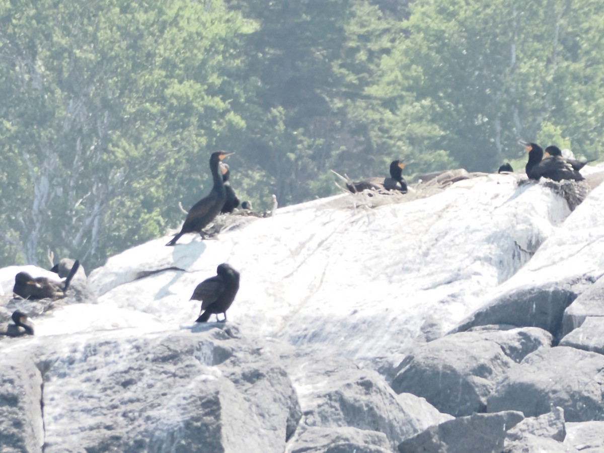 Double-crested Cormorant - ML620619459