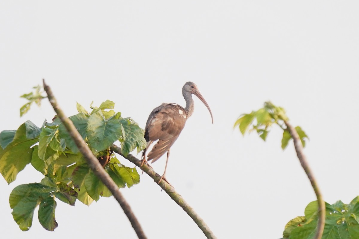 Scarlet Ibis - ML620619462