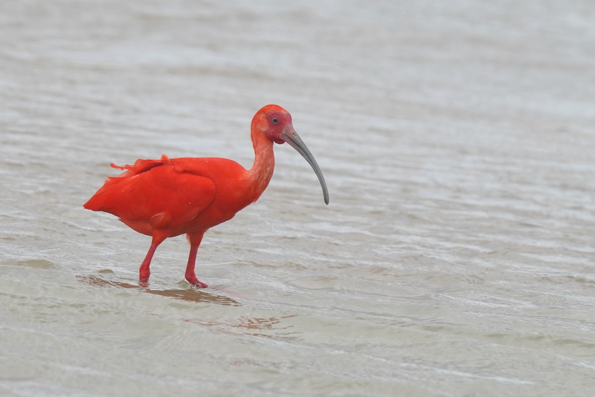 Scarlet Ibis - ML620619463