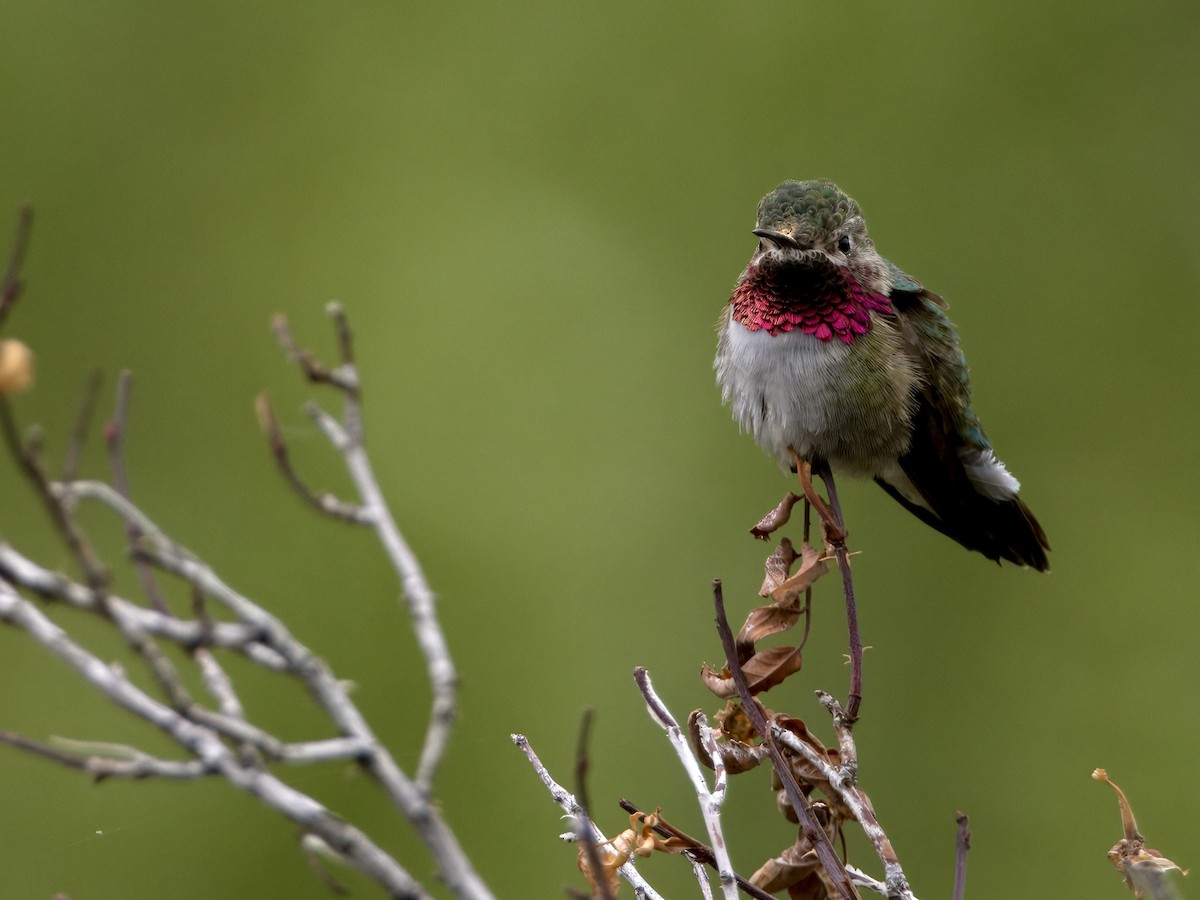 Broad-tailed Hummingbird - ML620619465