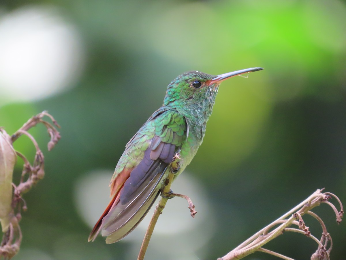 Rufous-tailed Hummingbird - ML620619466