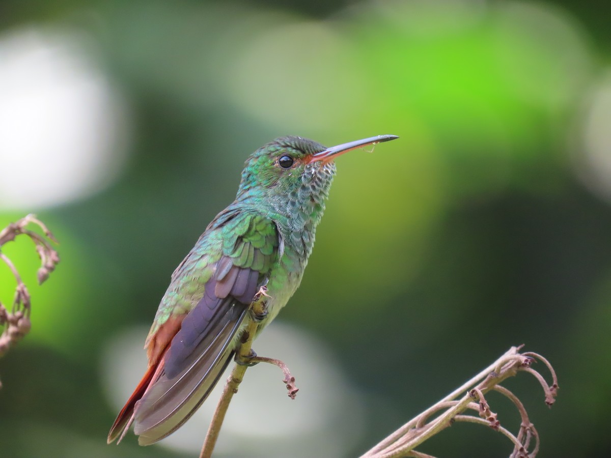 Rufous-tailed Hummingbird - ML620619467