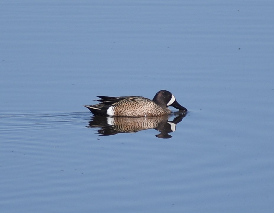 Blue-winged Teal - ML620619470