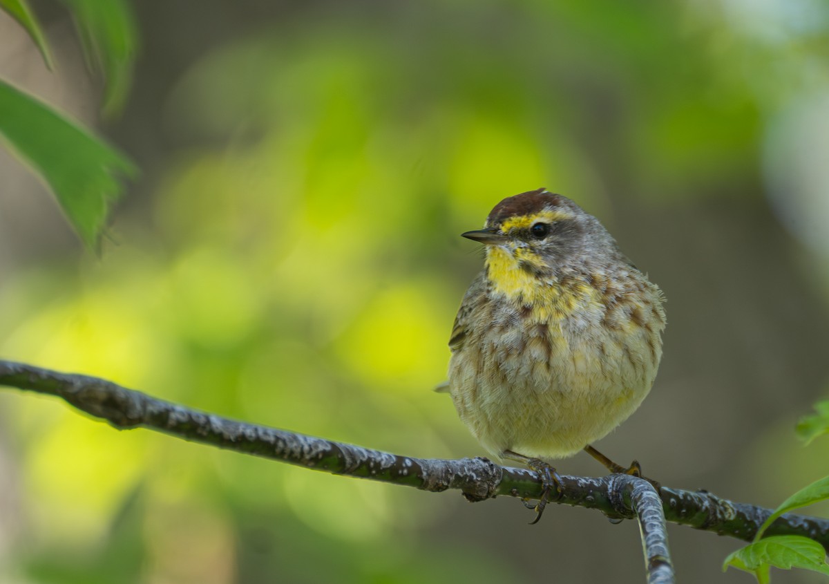 lesňáček bažinný (ssp. palmarum) - ML620619472