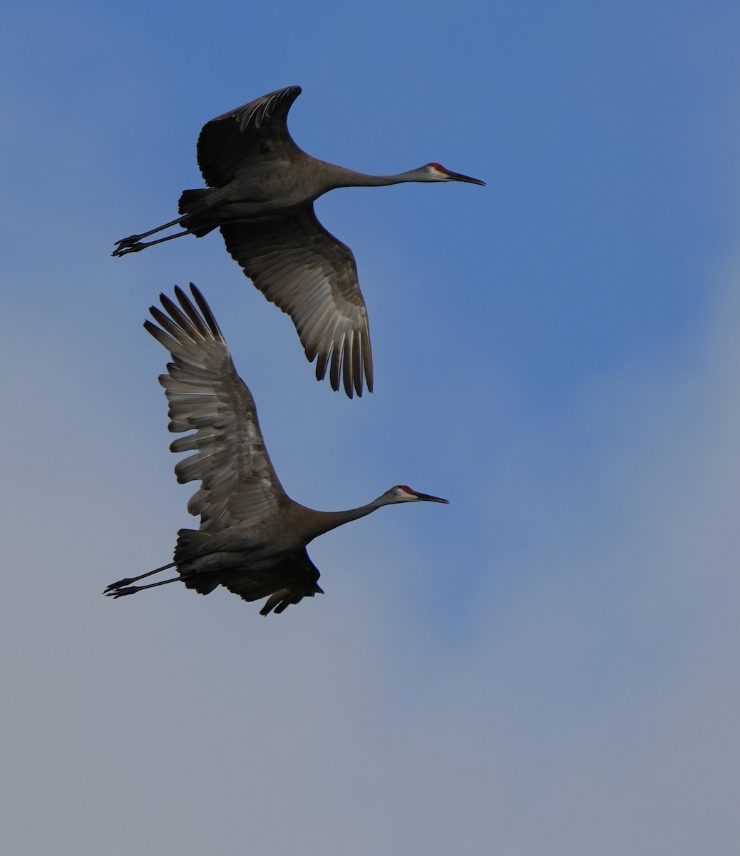 Sandhill Crane - ML620619477