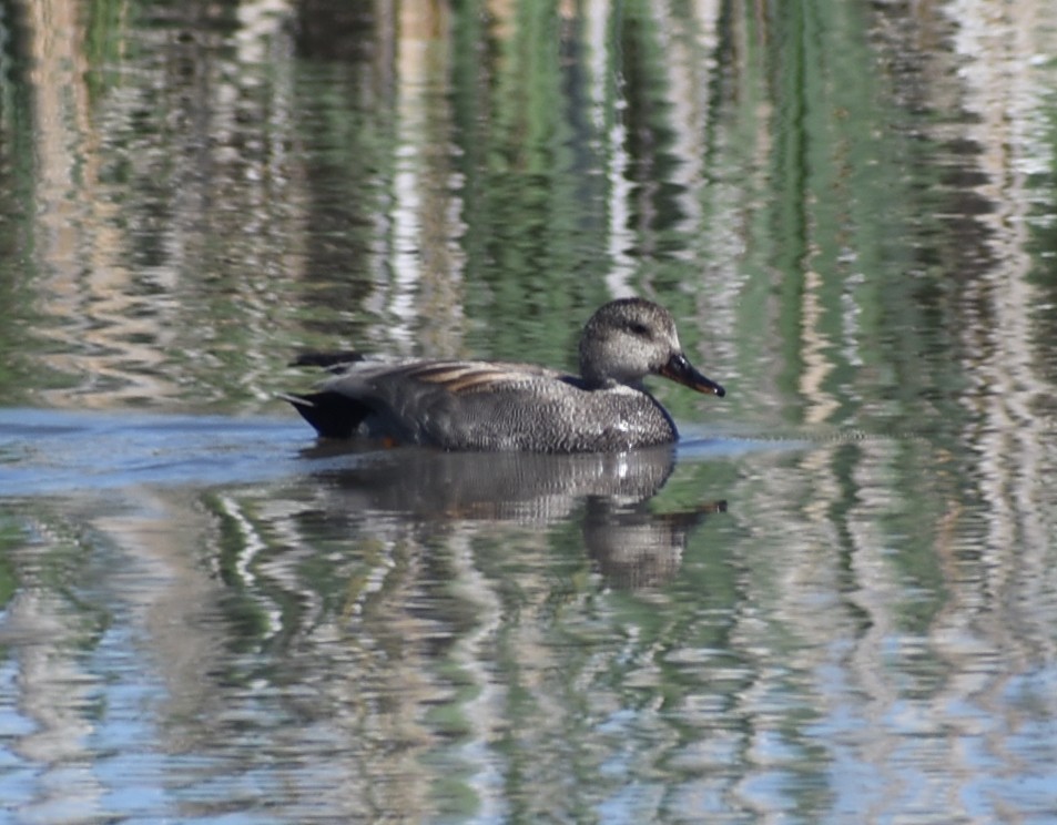 Gadwall - ML620619478