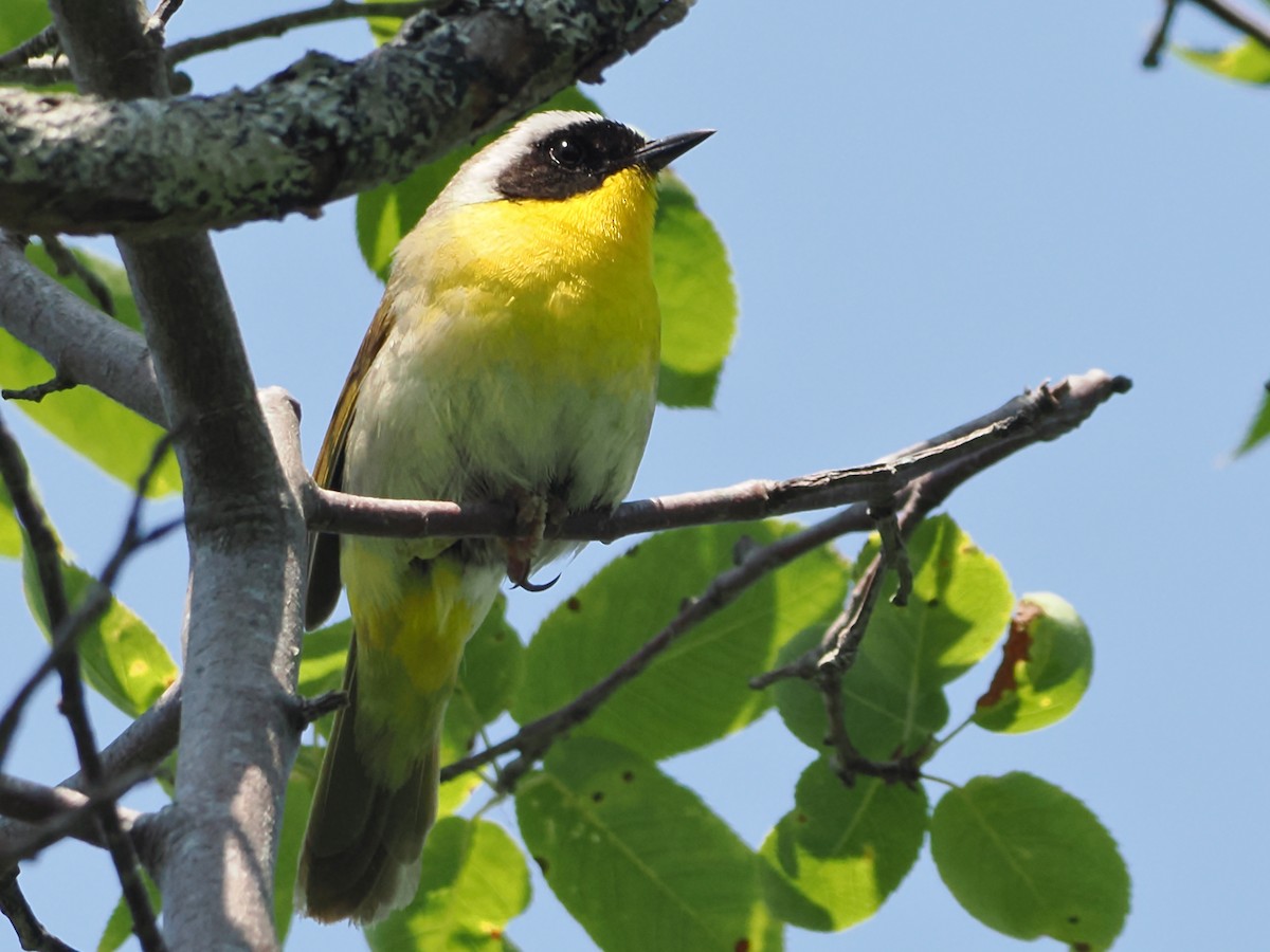 Common Yellowthroat - ML620619483