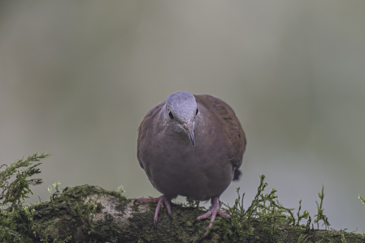 Ruddy Ground Dove - ML620619486