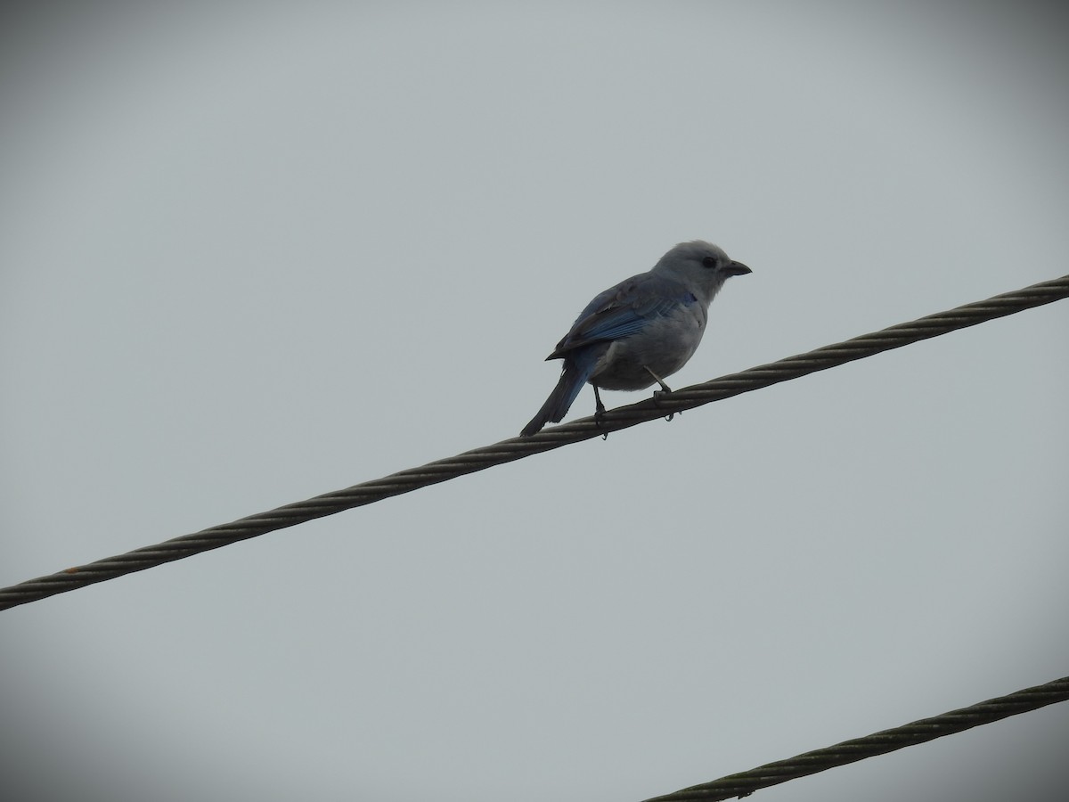 Blue-gray Tanager - ML620619488