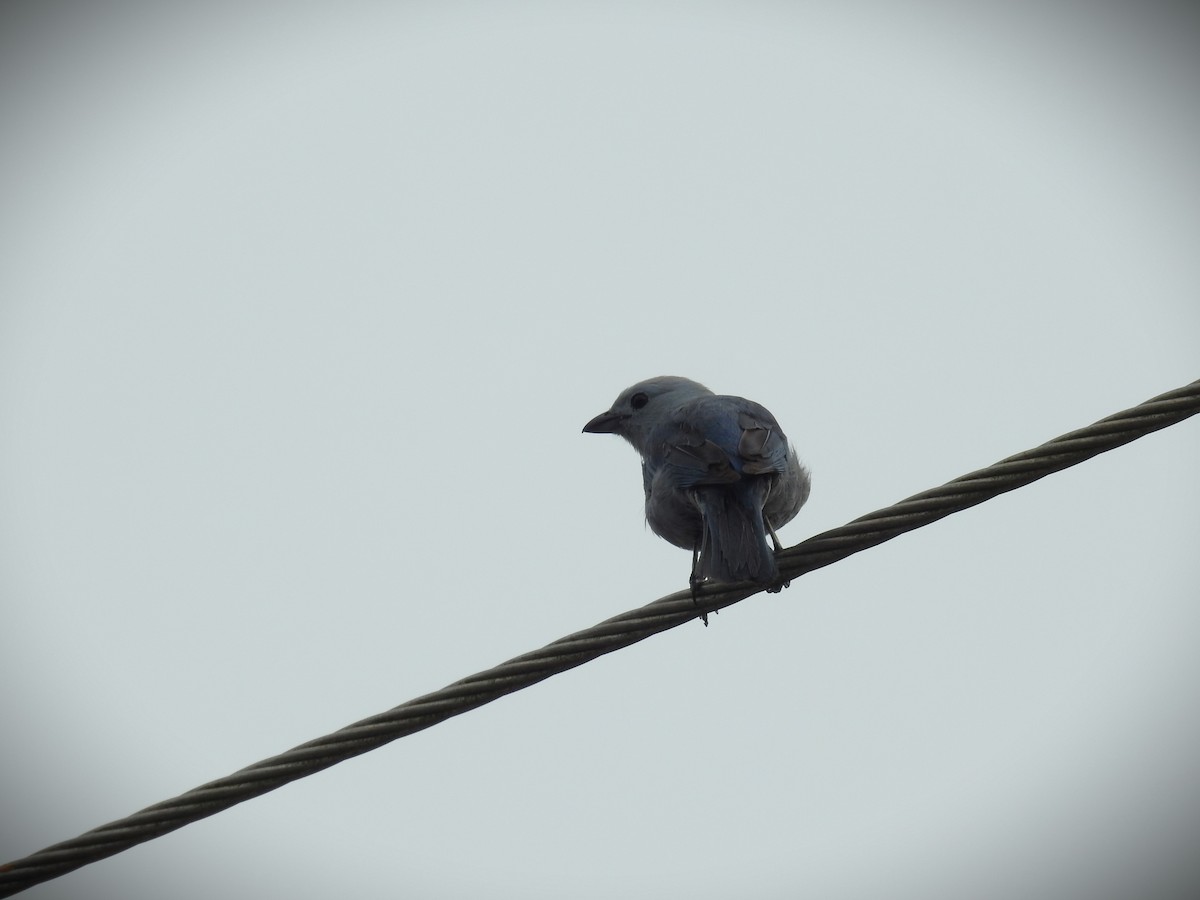 Blue-gray Tanager - ML620619489