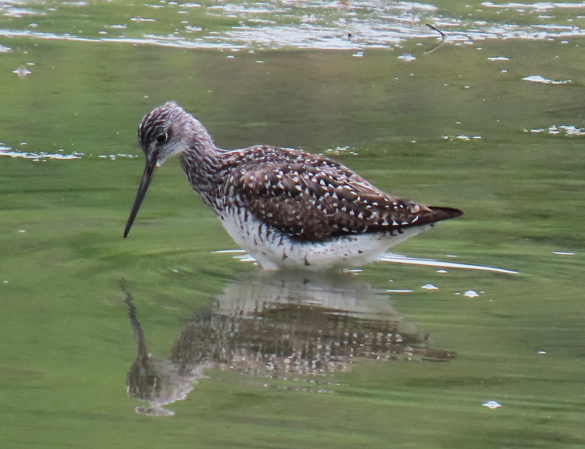 Greater Yellowlegs - ML620619491