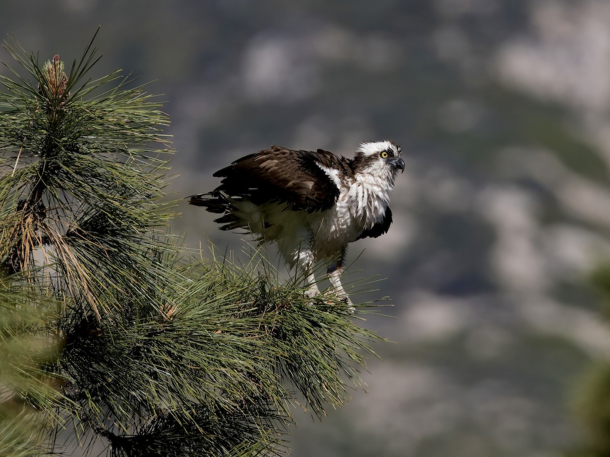 Osprey - ML620619492