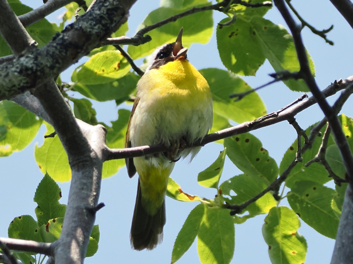 Common Yellowthroat - ML620619493