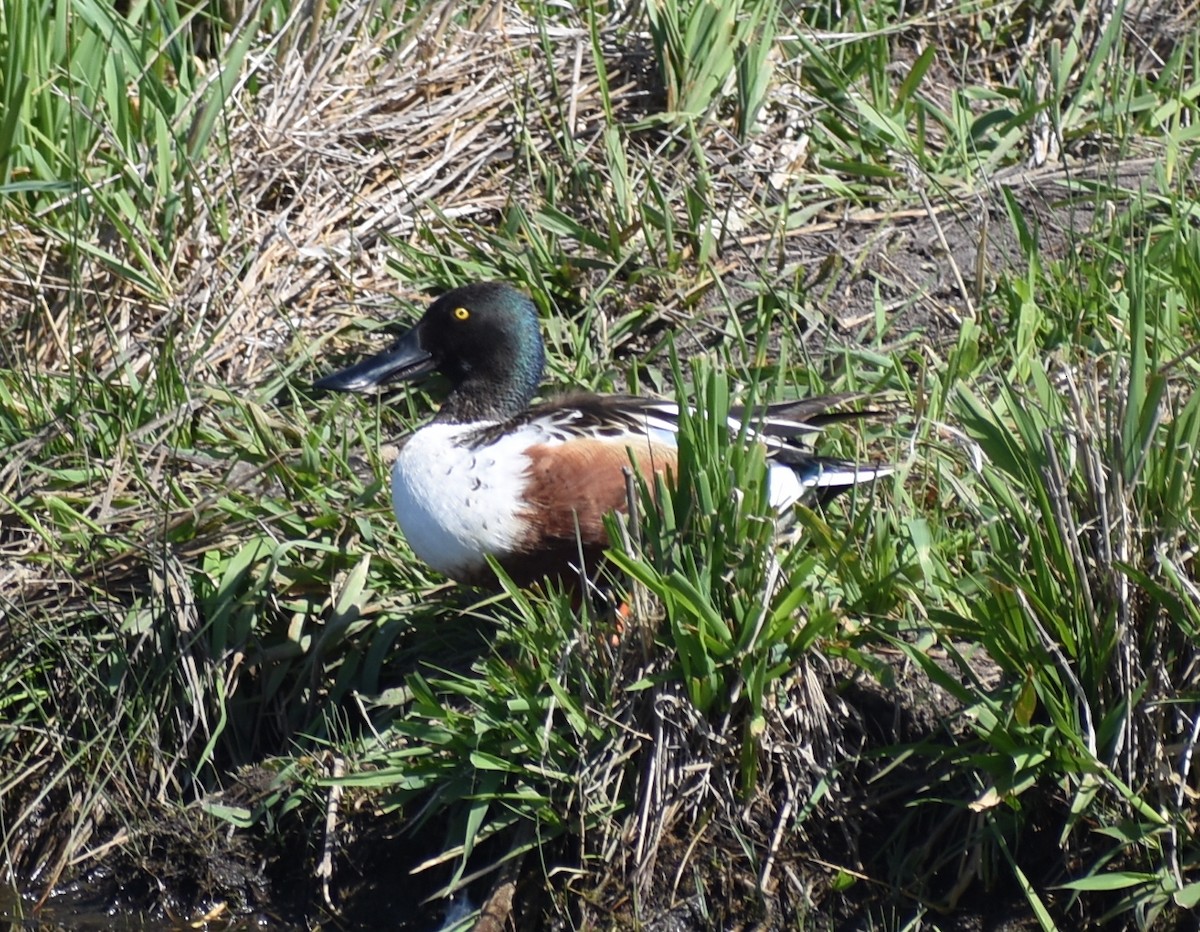 Northern Shoveler - ML620619497