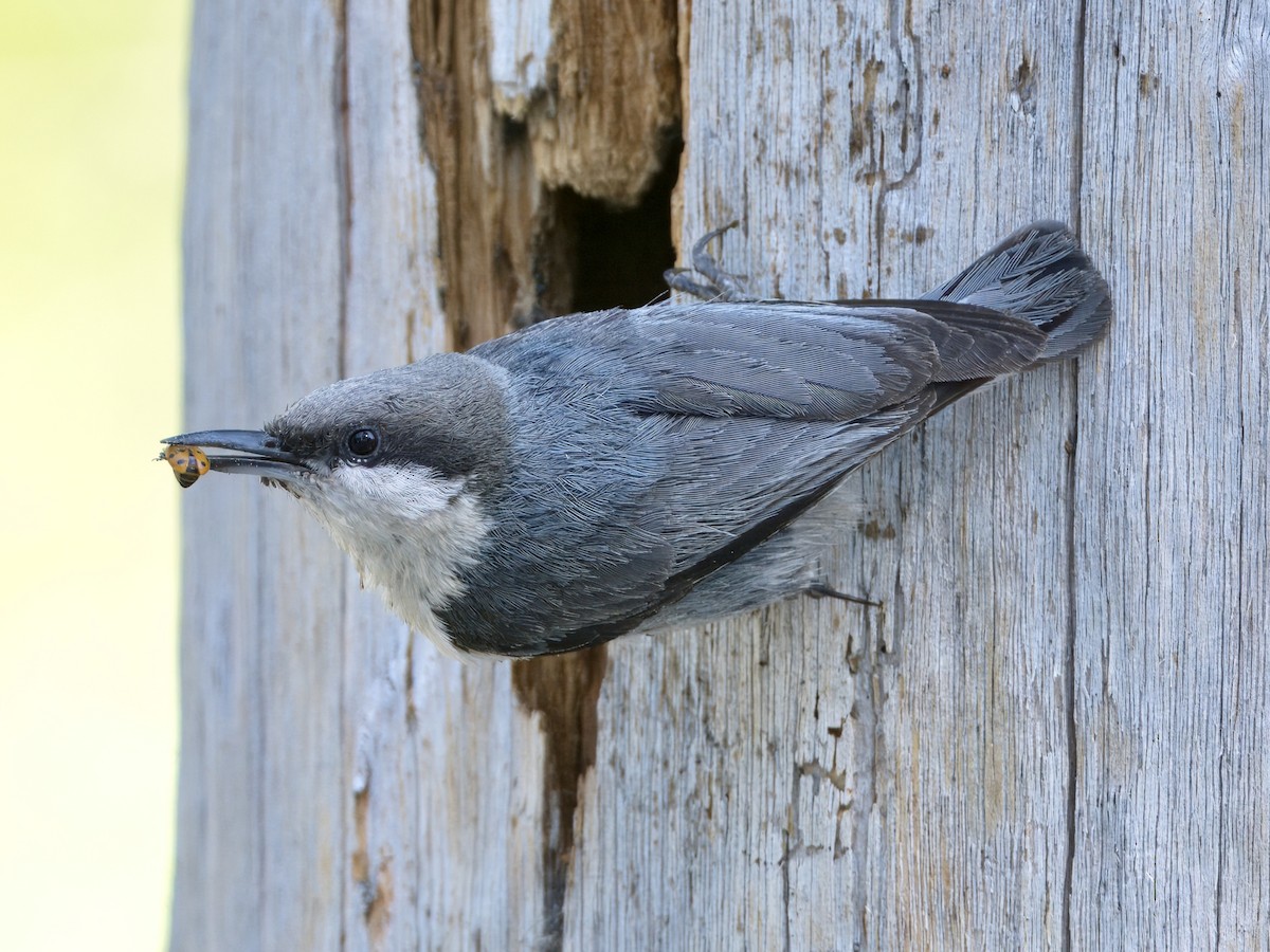 Pygmy Nuthatch - ML620619499