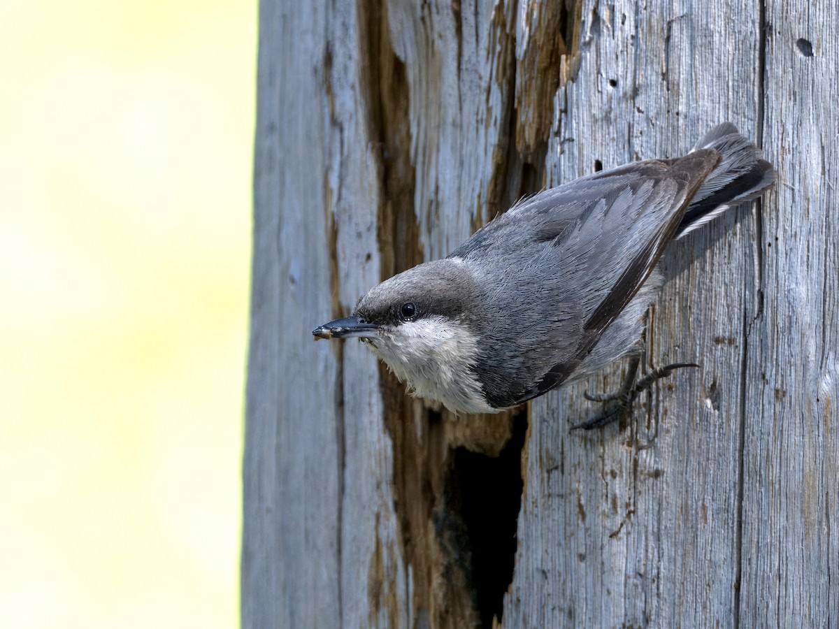 Pygmy Nuthatch - ML620619501