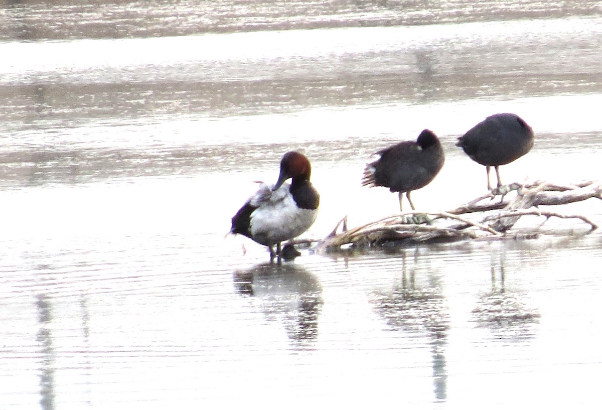 Canvasback - ML620619502