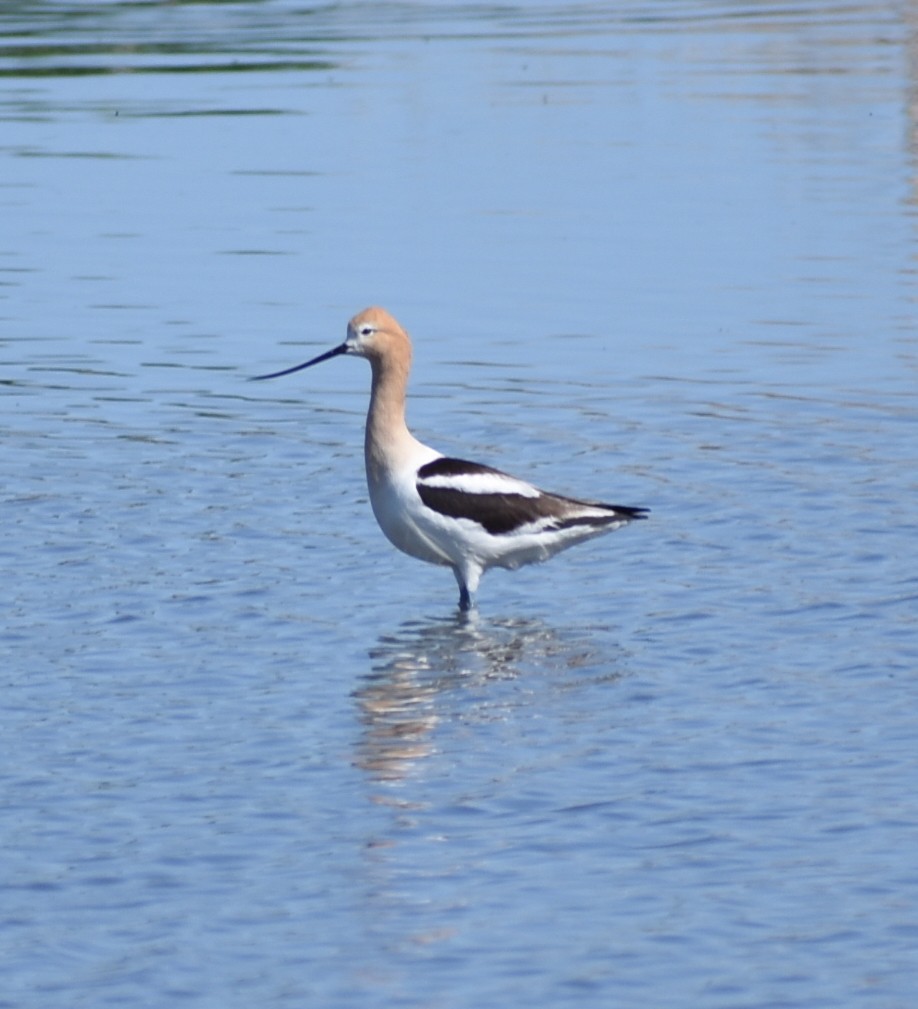 Avocette d'Amérique - ML620619504