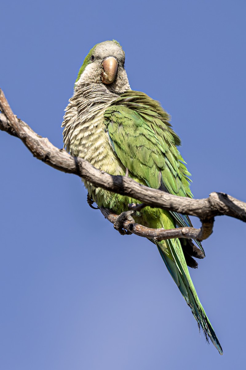 Monk Parakeet - ML620619505