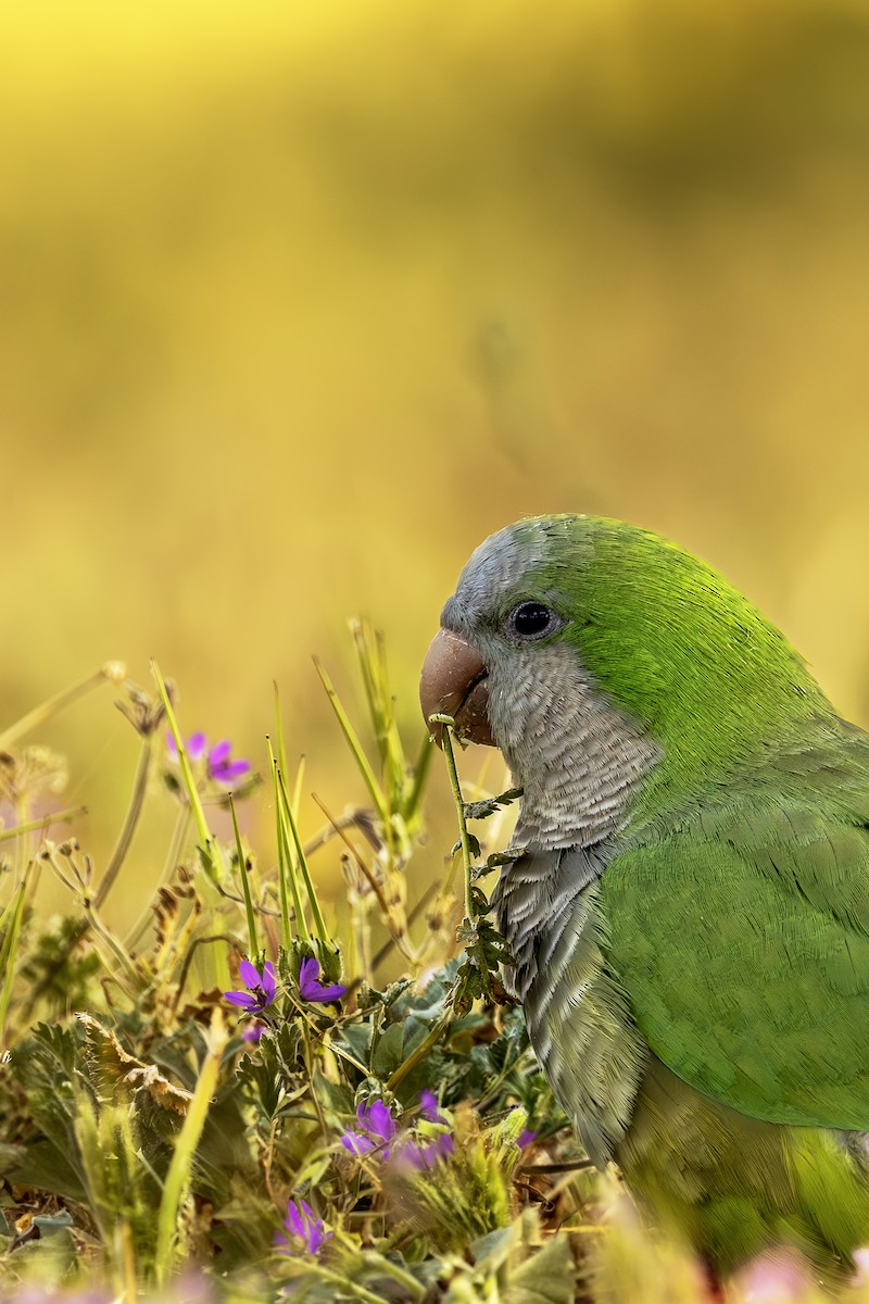 Monk Parakeet - ML620619506