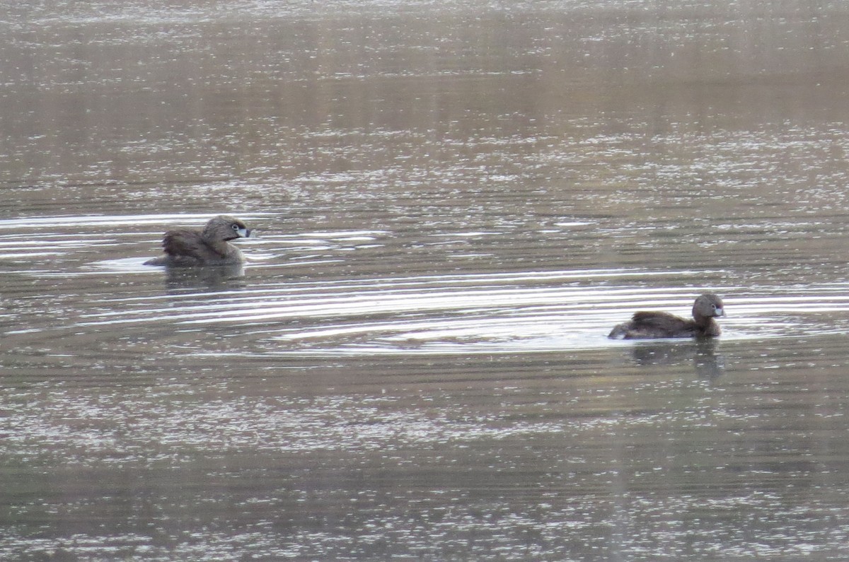 Pied-billed Grebe - ML620619509