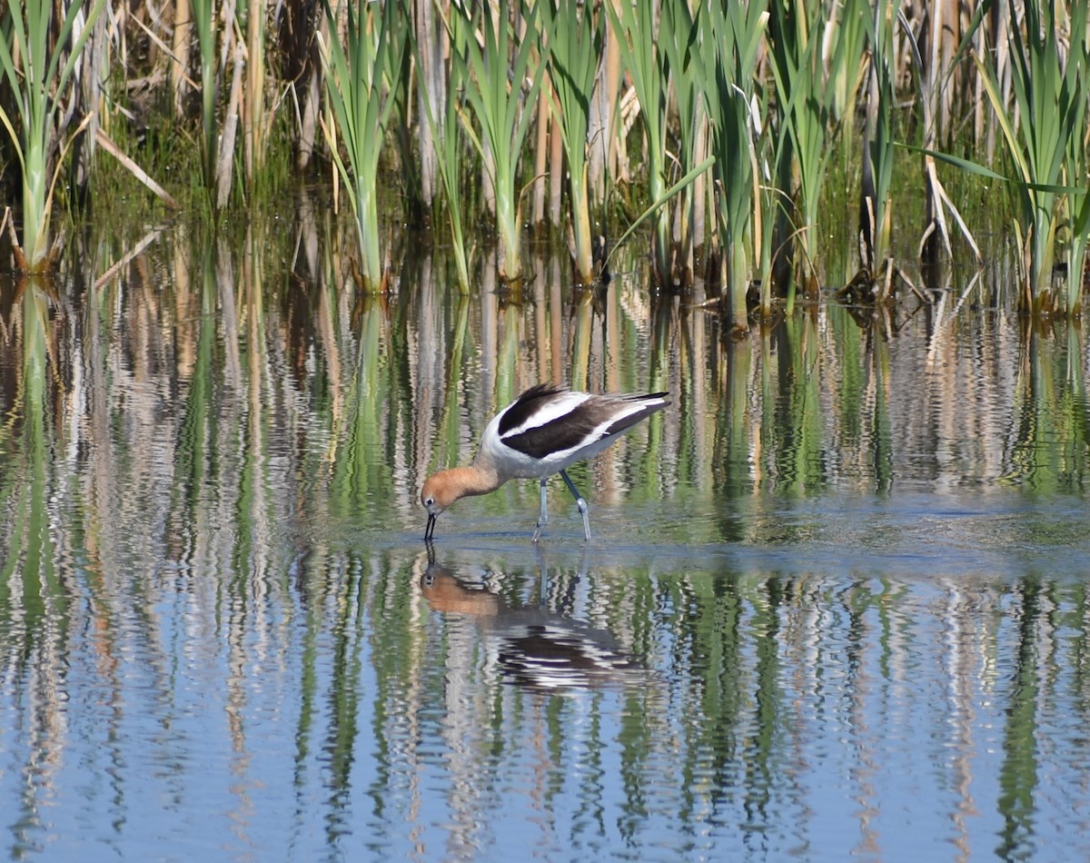 Avoceta Americana - ML620619511