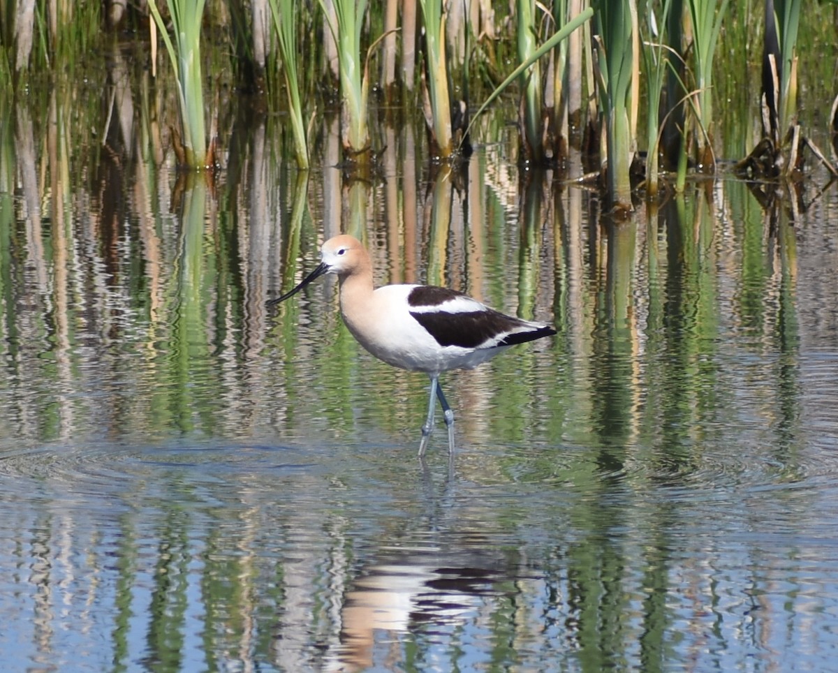 American Avocet - M. Rogers