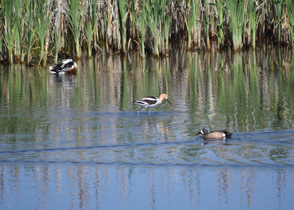 Avoceta Americana - ML620619513