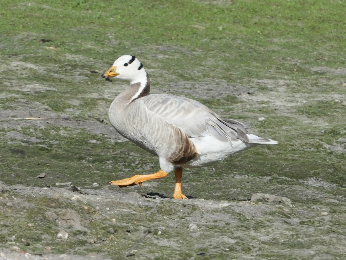 Bar-headed Goose - Tami Reece