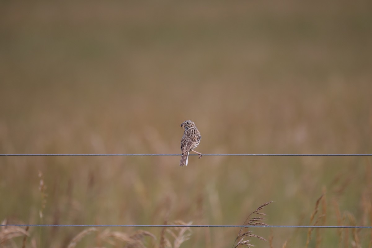 Vesper Sparrow - ML620619518