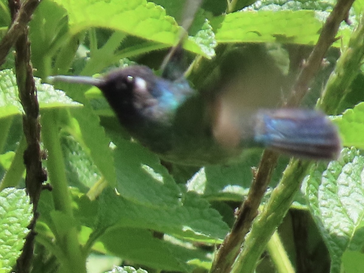 Colibrí Cabeciazul - ML620619519