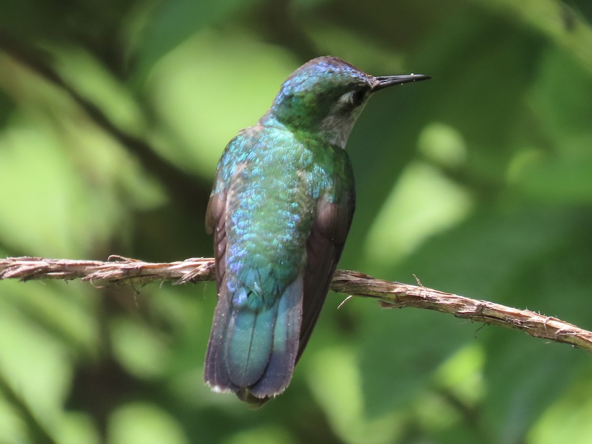 Colibrí Cabeciazul - ML620619520