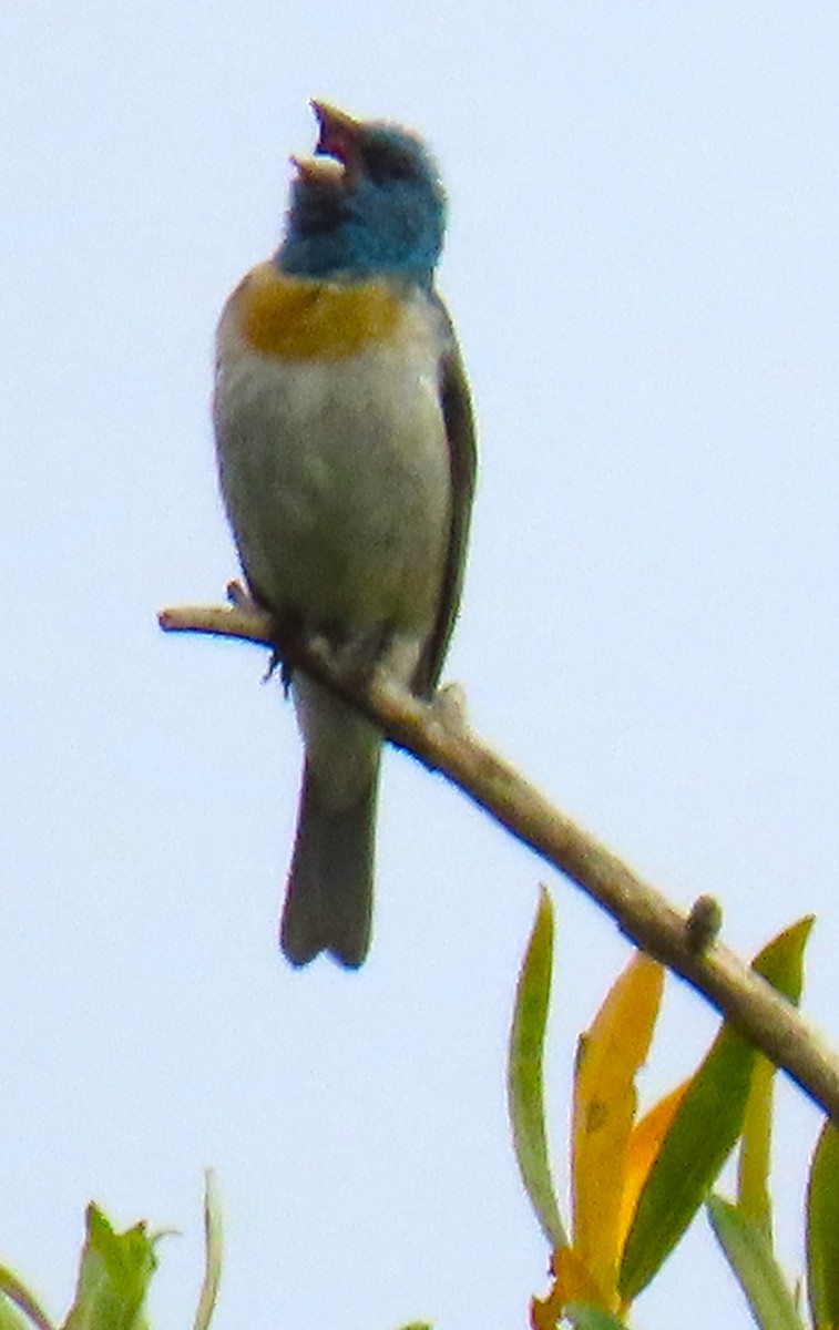 Lazuli Bunting - ML620619521