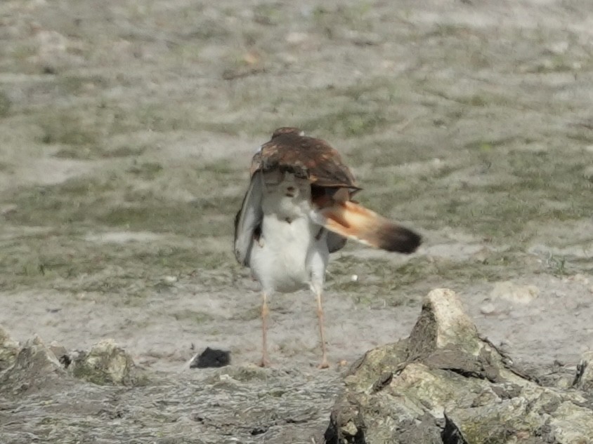 Killdeer - ML620619522