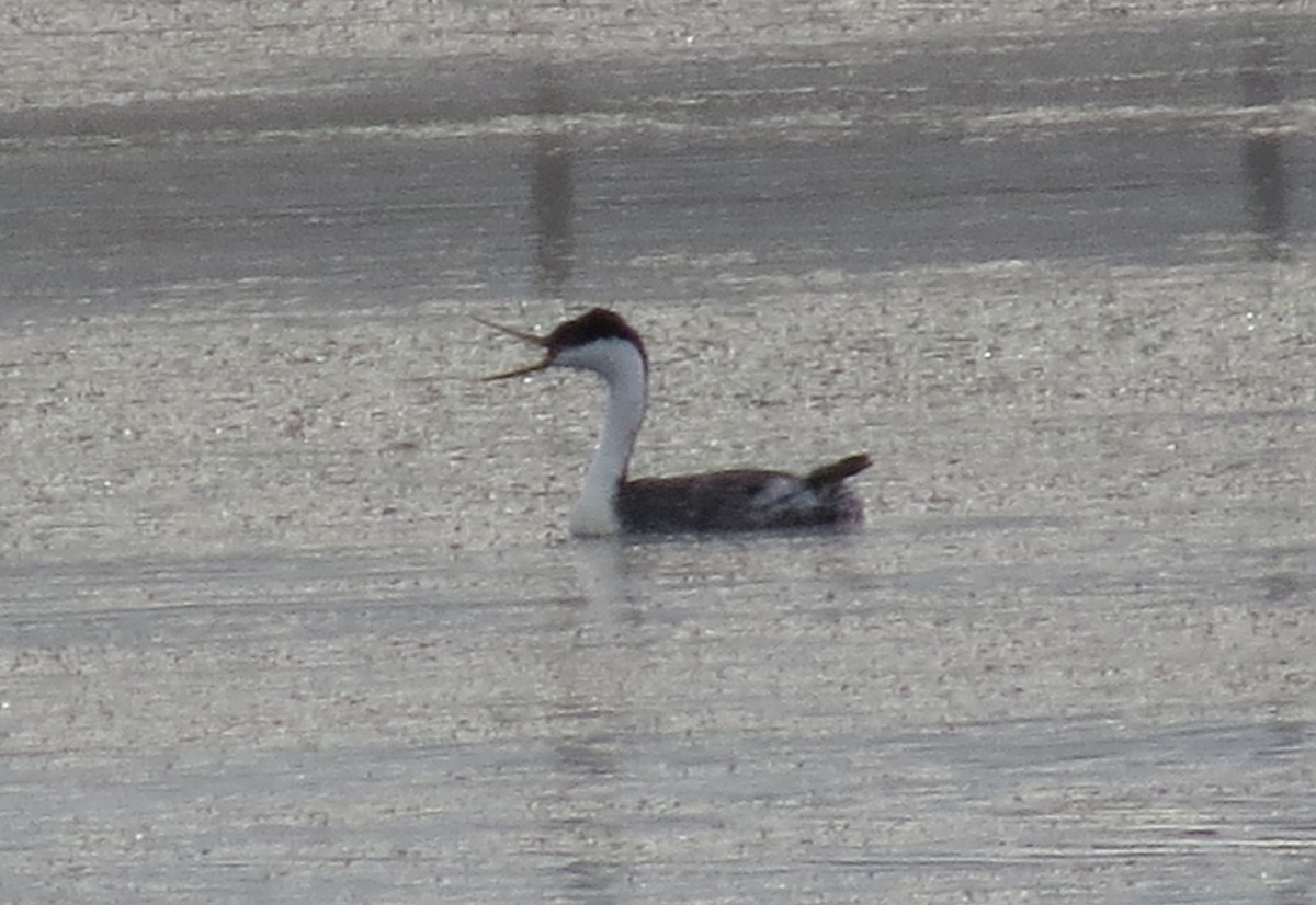 Western Grebe - ML620619527